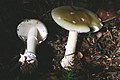 Amanita gemmata