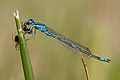 Ritka légivadász (Coenagrion scitulum) hím