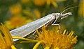 Crambus perlella (Crambinae)