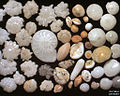 Foraminifera di Ngapali, Myanmar, ampiezza campo immagine = 5,22 mm