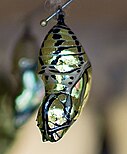 Mechanitis polymnia chrysalis