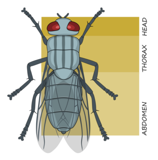 Tagmata of an insect: head (cephalon), thorax and abdomen