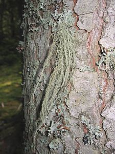 Arbo-barba likeno (Usnea filipendula)