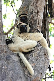 Verreaux's sifaka at Kirindy