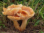 Hygrocybe pratensis