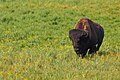 American bison