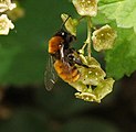 Pješčara (Andrena fulva)