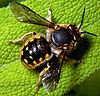 A black and yellow bee perched on a green leaf