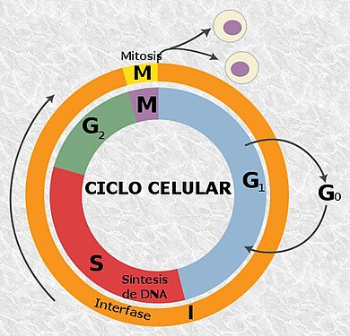 Cicle cel·lular complet. La prometafase és una part de la mitosi (M)