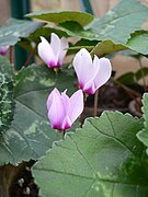 Cyclamen rohlfsianum