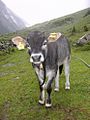 Grauviehkalb im Tiroler Pitztal