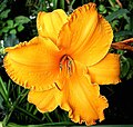 Hemerocallis "Intense Orange Gold"