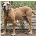 Cão Original Fila Brasileiro macho adulto