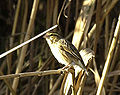 Għammiel tal-Blat Petronia Petronia (K)