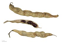 Phaseolus vulgaris (brytbönor).