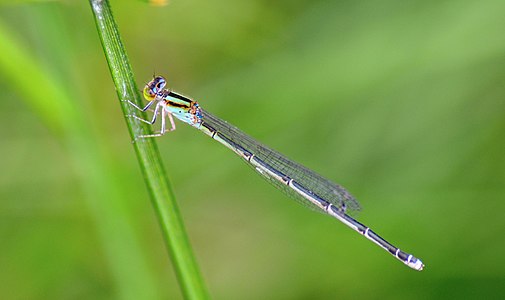 Female