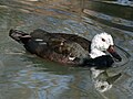 Pato de asas brancas (Asarcornis scutulata)