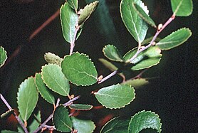 Sokoivun barb (Betula pumila)