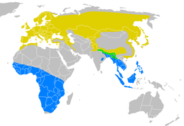 Delichon martins breed across Europe and Asia, mainly migrating south to Africa and tropical Asia in winter, but one species is resident in the Himalayas