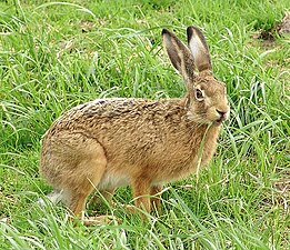 Hare