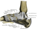 Ligamentum collaterale mediale inter tibiam et pedem