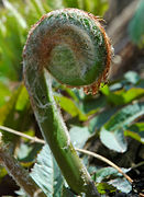 Figura 4.10. Osmunda japonica. Fronde joven, prefoliación circinada.