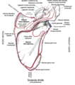 Insertions scapulaires des deux chefs du muscle biceps brachial.