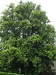 Winterlinde (Tilia cordata)