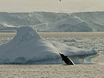 Arnoux's beaked whale