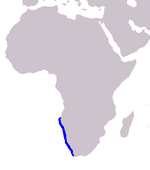 Heaviside's dolphin range