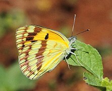 Colotis vesta