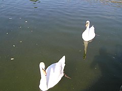 Cygne tuberculé (Cygnus olor)