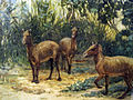 Odd-Toed Ungulates