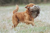 A Golden Retriever retrieving a shot game bird