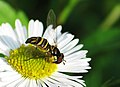 Hoverfly