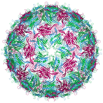 Bacteriophage MS2 structure