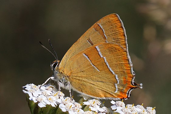 Brown hairstreak (Thecla betulae)