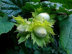 Involucre de la noisette.