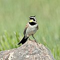 Horned lark