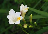 Freesia alba