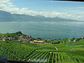 Lavaux Lausana-Berna trenbidetik ikusita.