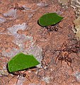 leafcutter ant