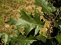 Quercus velutina