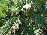 Washingtonia fronds