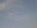 Cirrocumulus