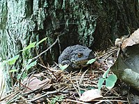 Bufo (Bufo bufo) en arbaro proksime al la vilaĝo Thomsdorf, Brandenburgio/Germanio