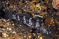 Image 2Rock goby (from Coastal fish)