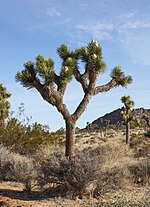 Thumbnail for Yucca brevifolia