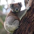 A koala.