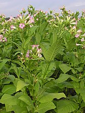 Blommande tobak Nicotiana tabacum